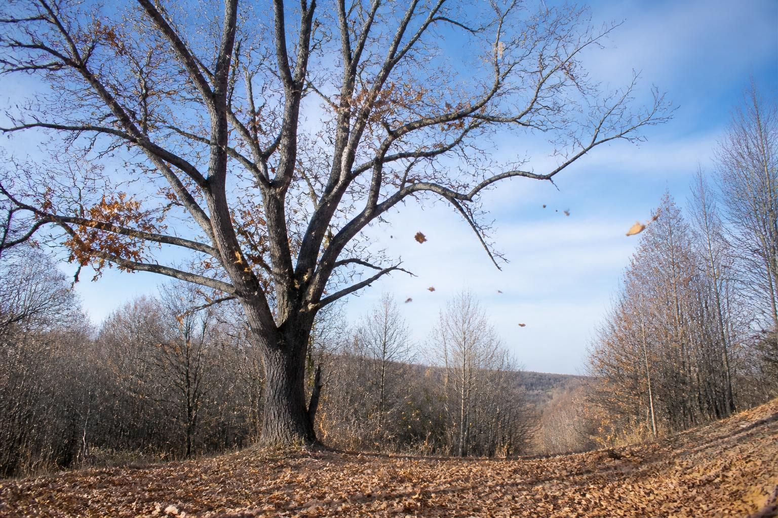découvrez quels arbres perdent leurs feuilles en hiver et comprenez pourquoi ce phénomène naturel se produit durant la saison froide.