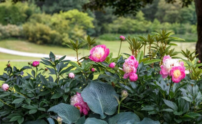 Paeonia fleur