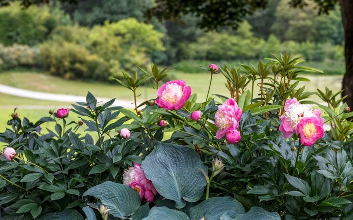 Paeonia fleur