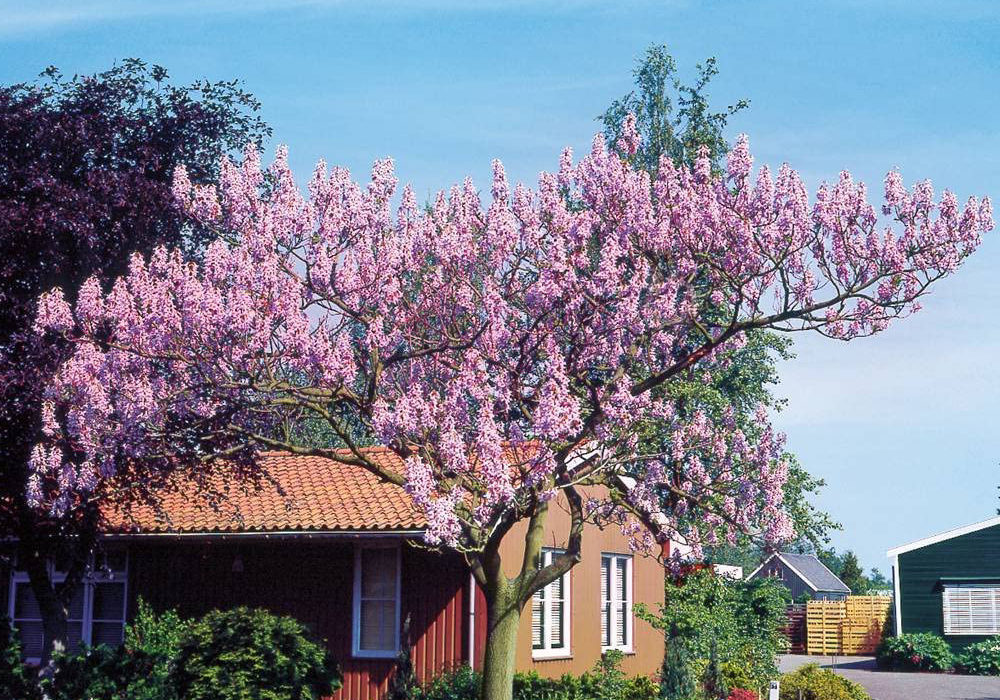 Paulownia