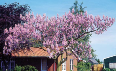 Paulownia