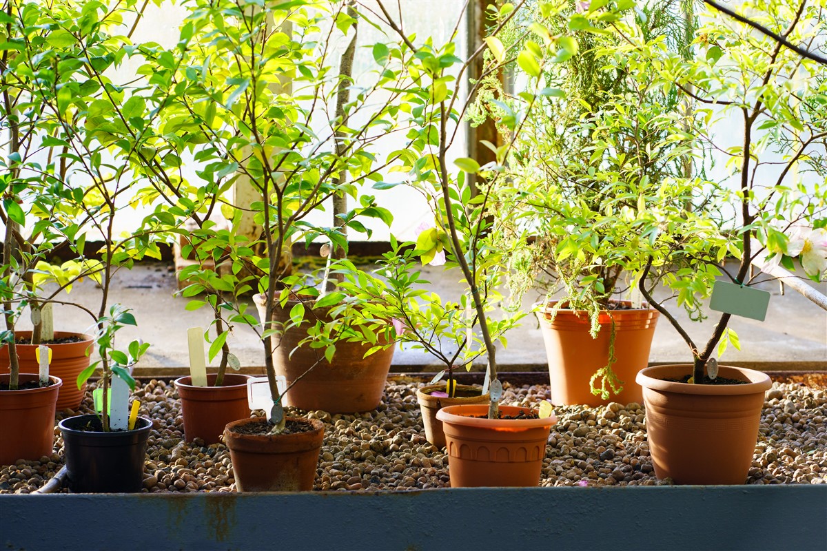 Troène en pot