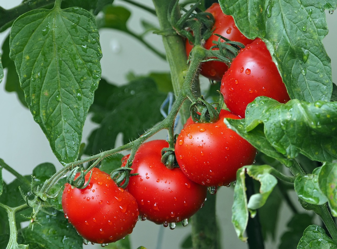 En combien de temps poussent les tomates ? On vous dit tout