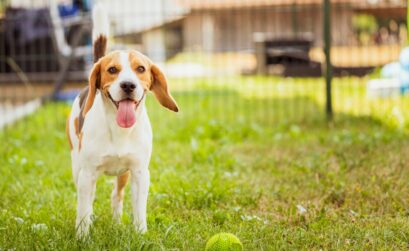 accessoire chien