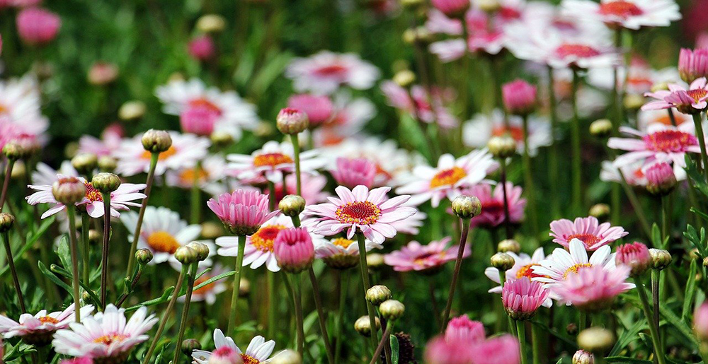 faire un massif de fleurs