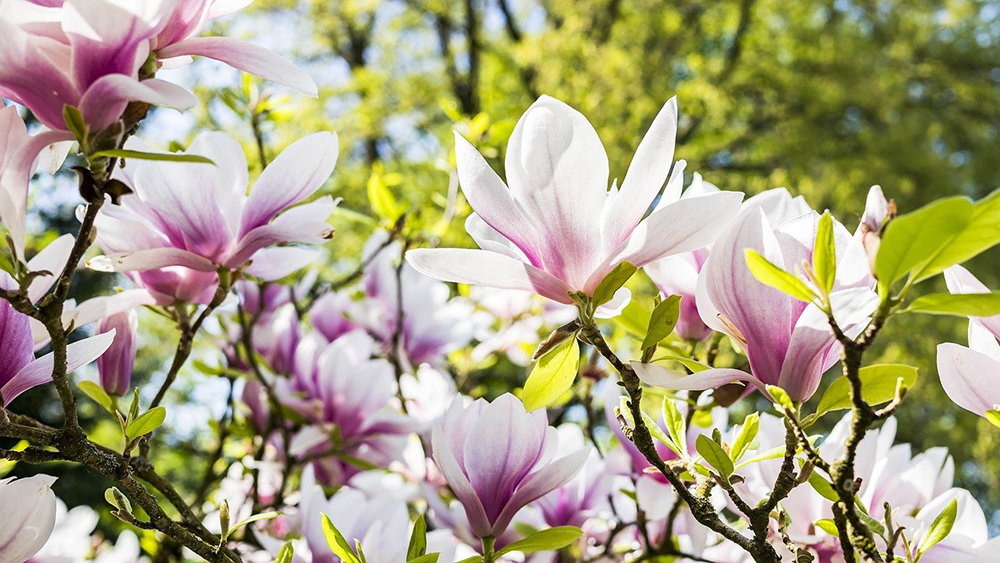 aménagement de jardin