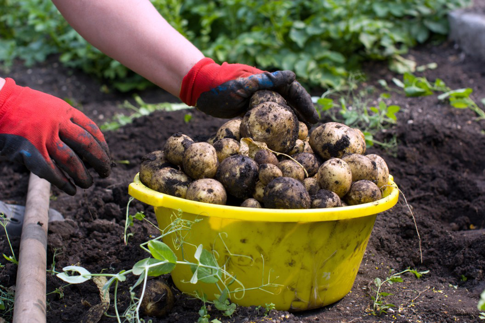 analyse alimentaire