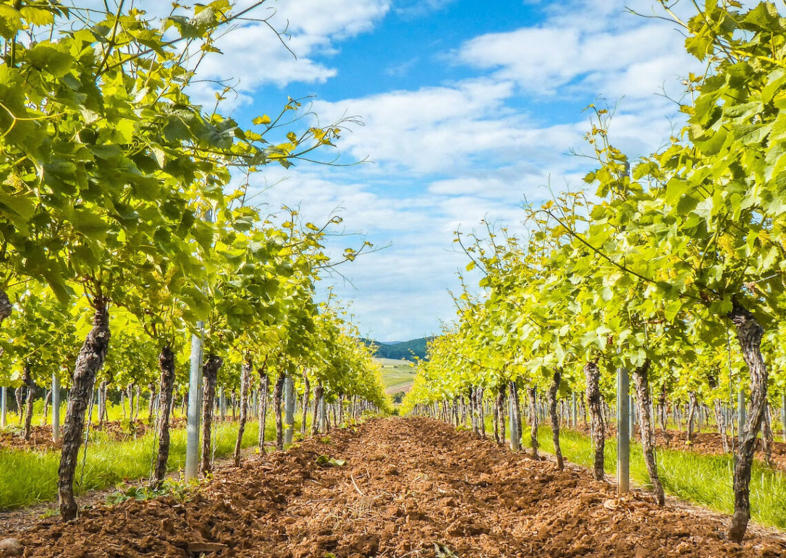 appellation champagne