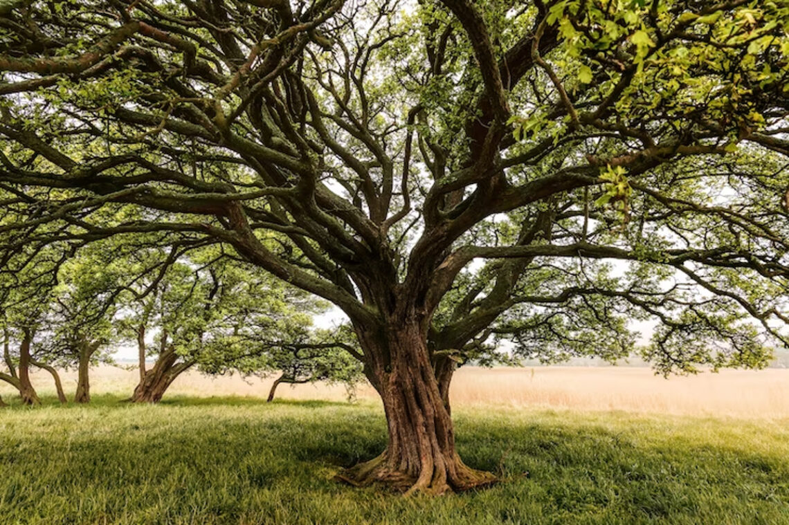 arbre