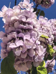 arbre Paulownia