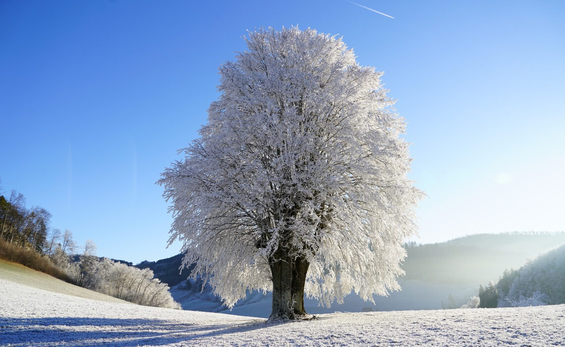 arbre caduc