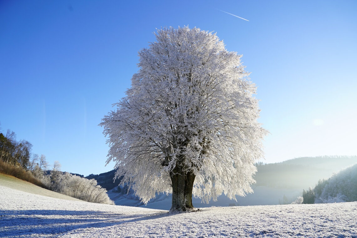 Comment Appelle-t-on Un Arbre Qui Garde Ses Feuilles Toute L'année Comment appelle-t-on un arbre qui perd ses feuilles en hiver