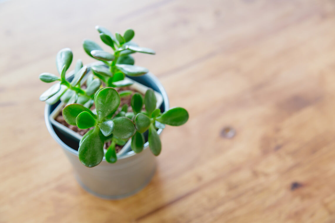 arbre de jade