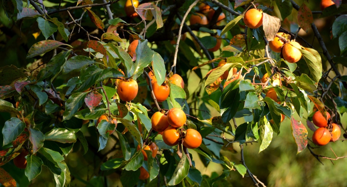 arbres fruitiers