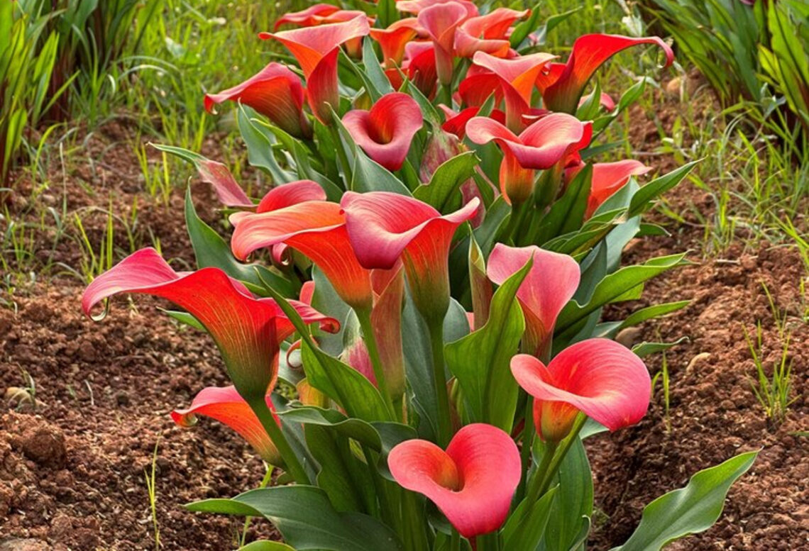 arum