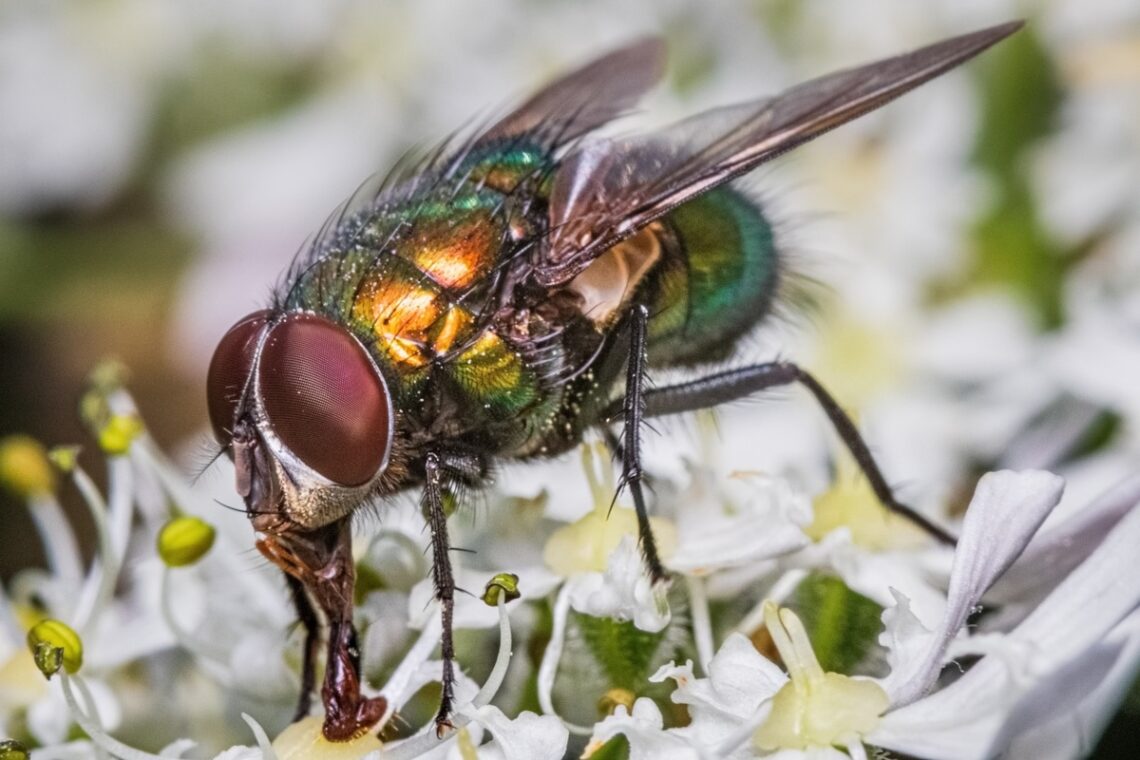 asticot mouche
