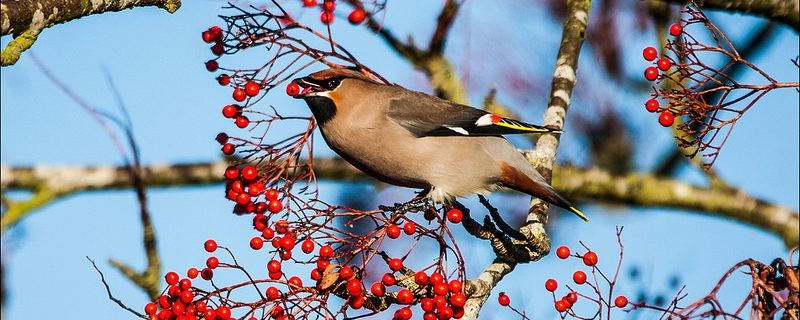 Attirer des oiseaux dans son jardin