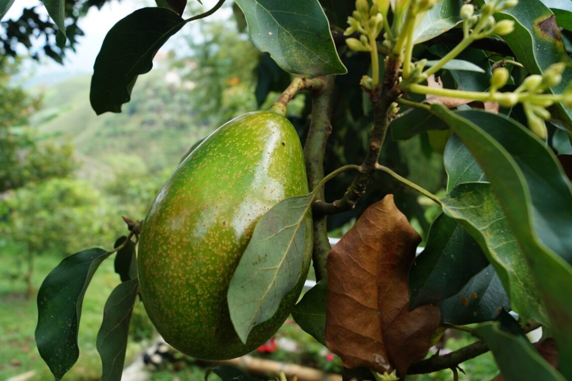 avocat france