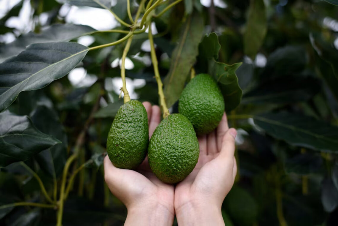 avocatier France