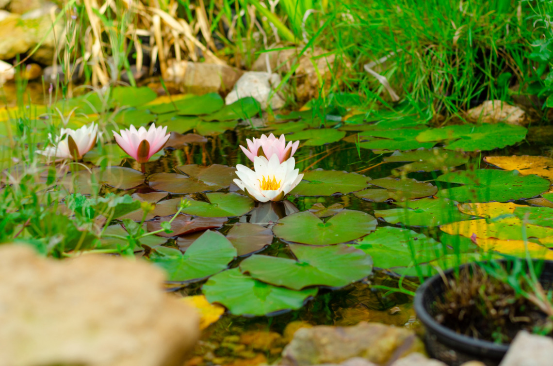 bâche bassin jardin