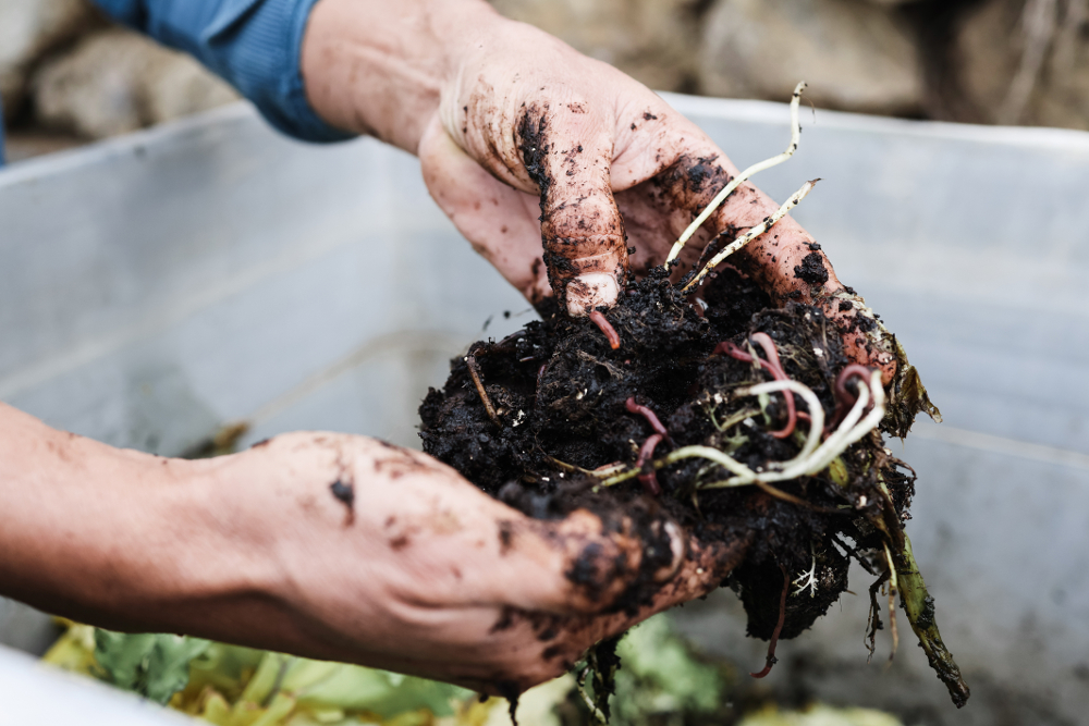 bon compost