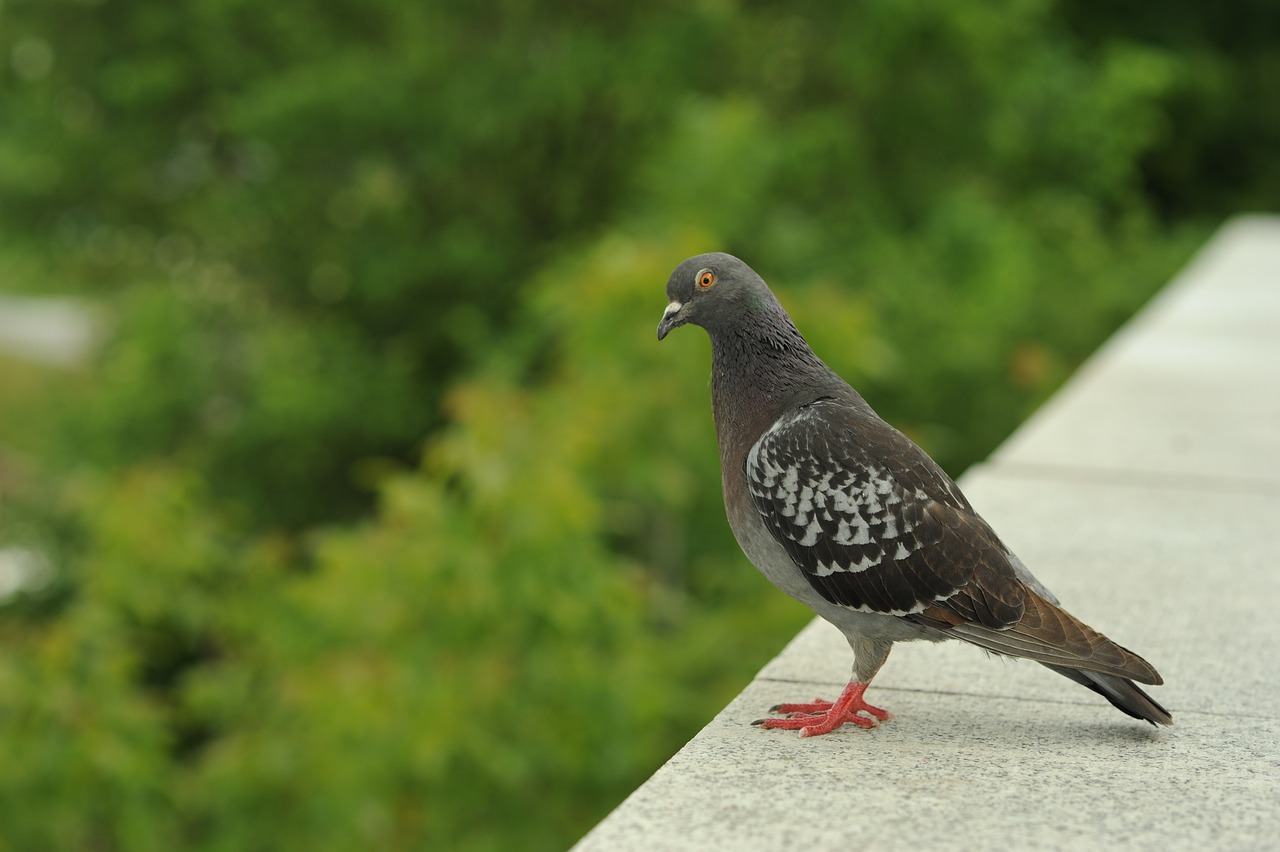 oiseaux jardin