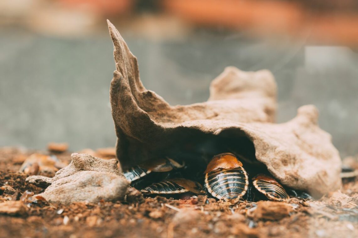 Comment reconnaître un insecte ressemblant au cafard
