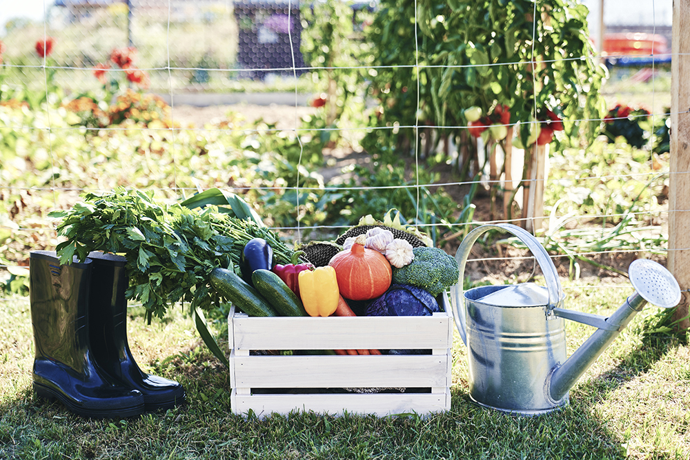 calendrier potager