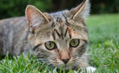 chat dans le jardin