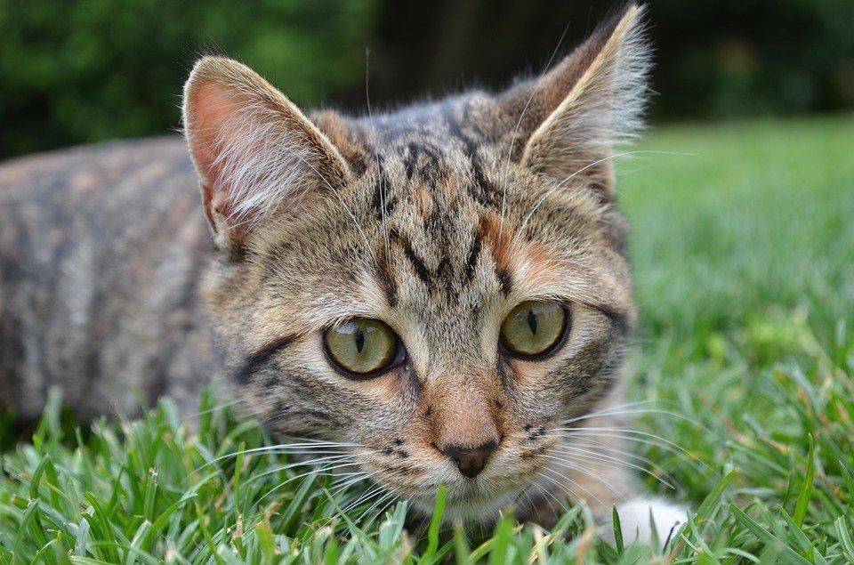 chat dans le jardin