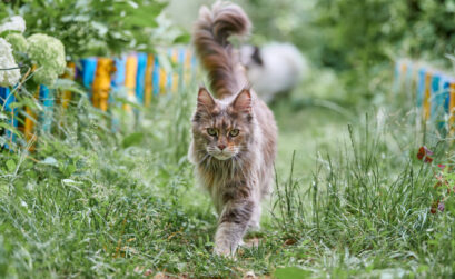 chat heureux dans le jardin