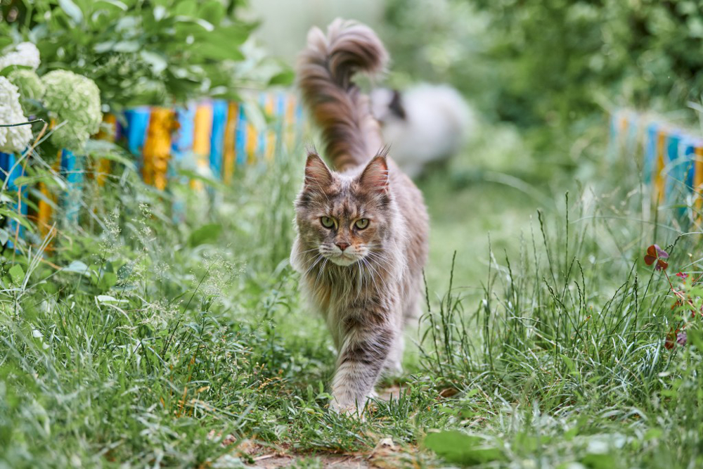 chat heureux dans le jardin