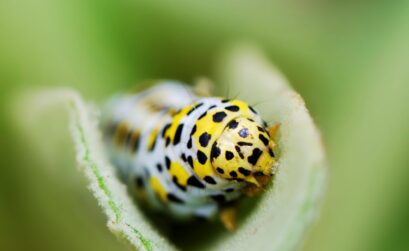 chenille verte