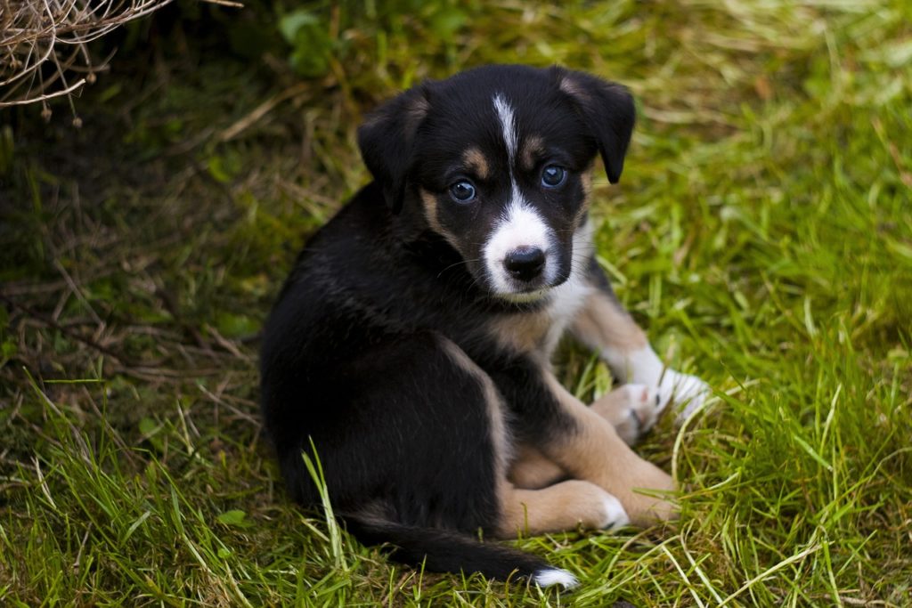 chien à l'extérieur