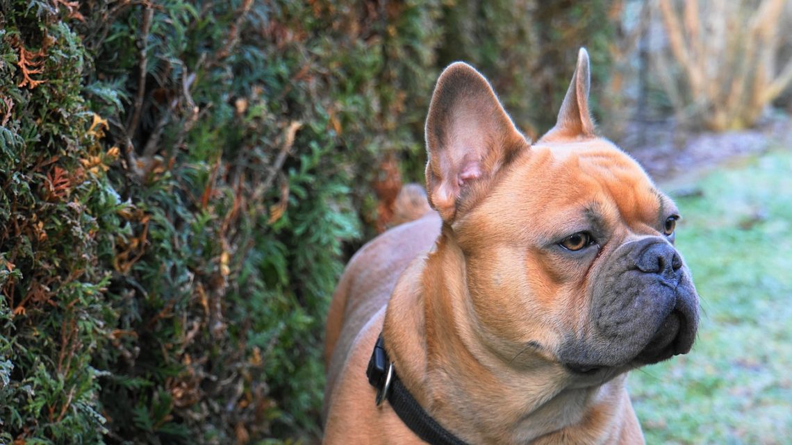 chien dans son jardin