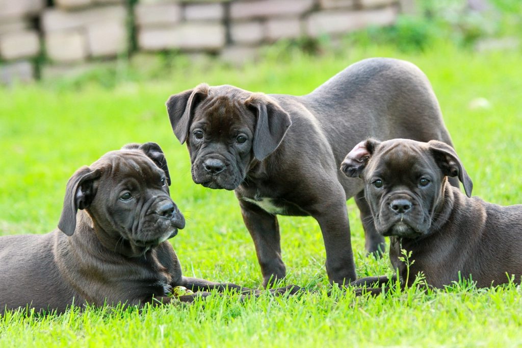 des chiots dans le jardin