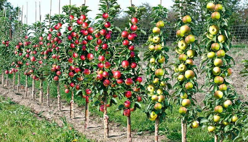 Choisir un arbre fruitier