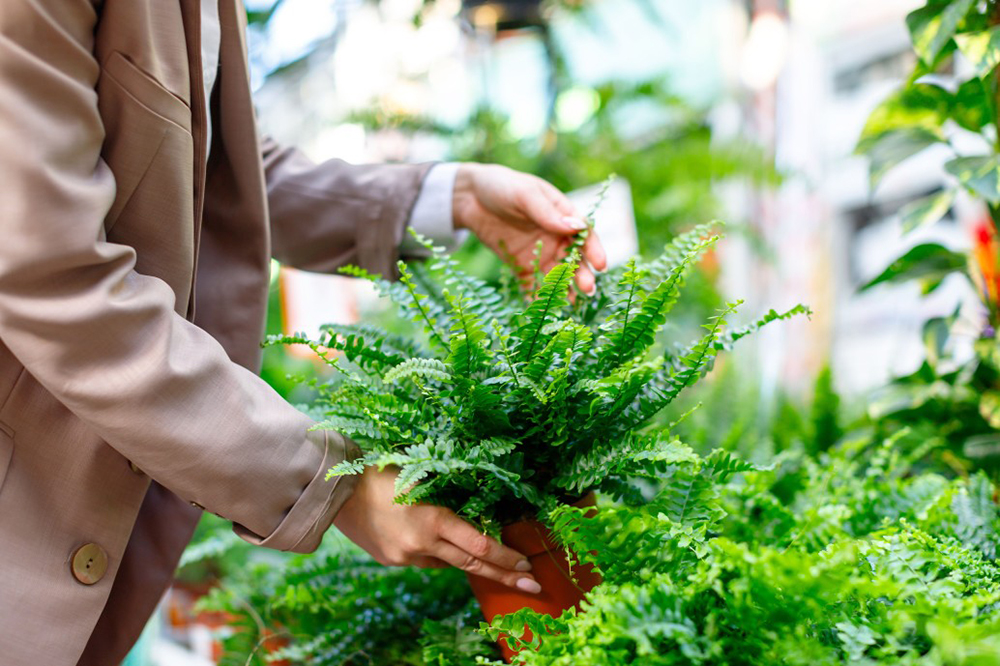 choisir des plantes