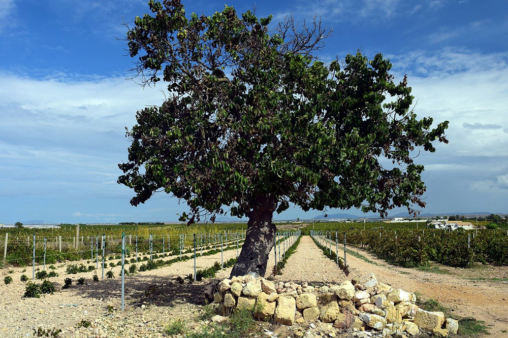 choix arbre