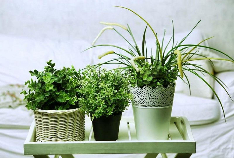 Choix d'une plante verte pour la chambre