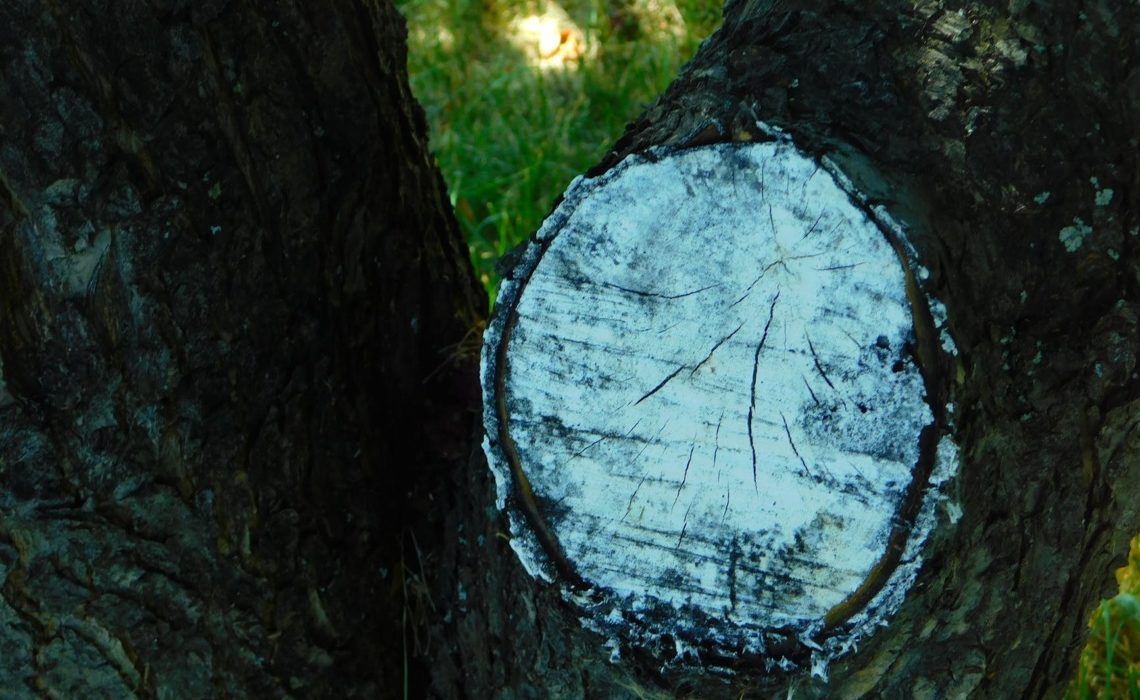 Choisir le bon cicatrisant pour prendre soin de vos arbres taillés