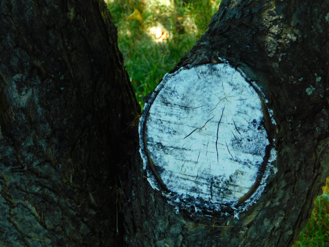 cicatrisant arbre