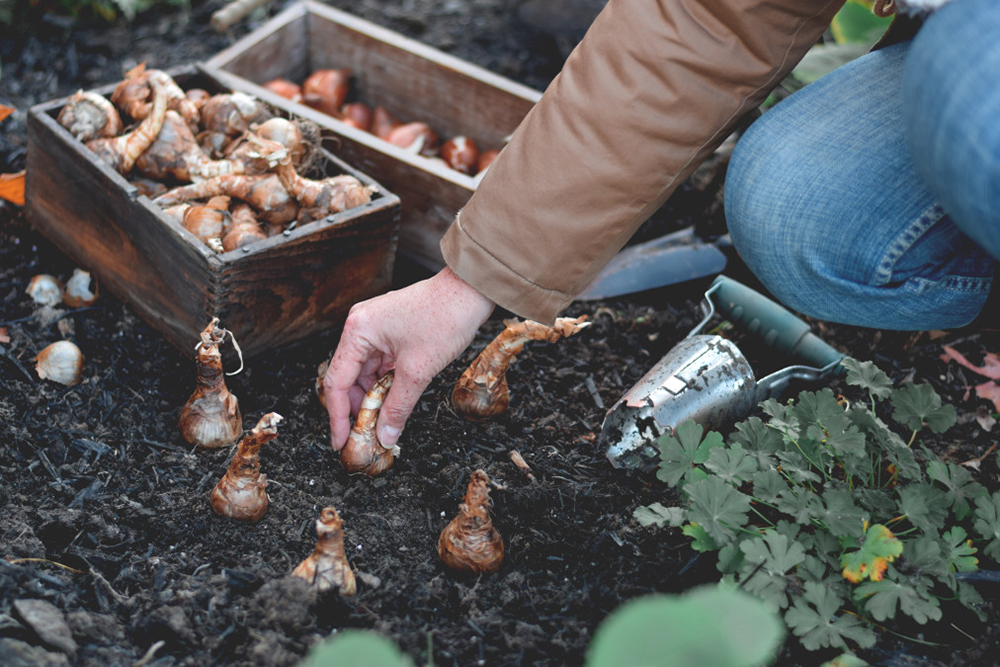 conseils jardinage