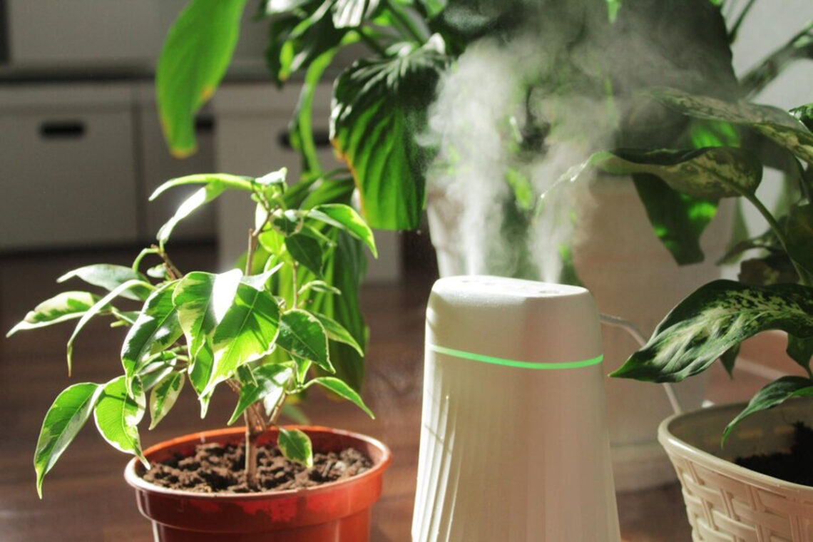 Humidificateur d'air pour plantes : conseils d'utilisation