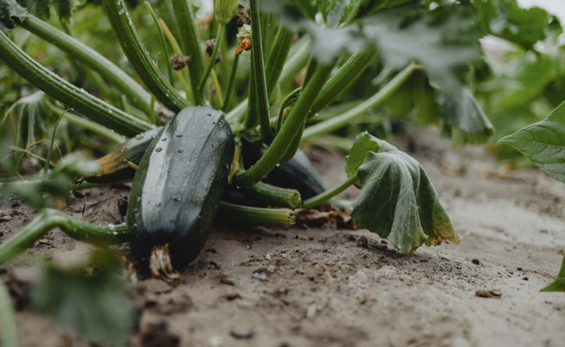 courgettes