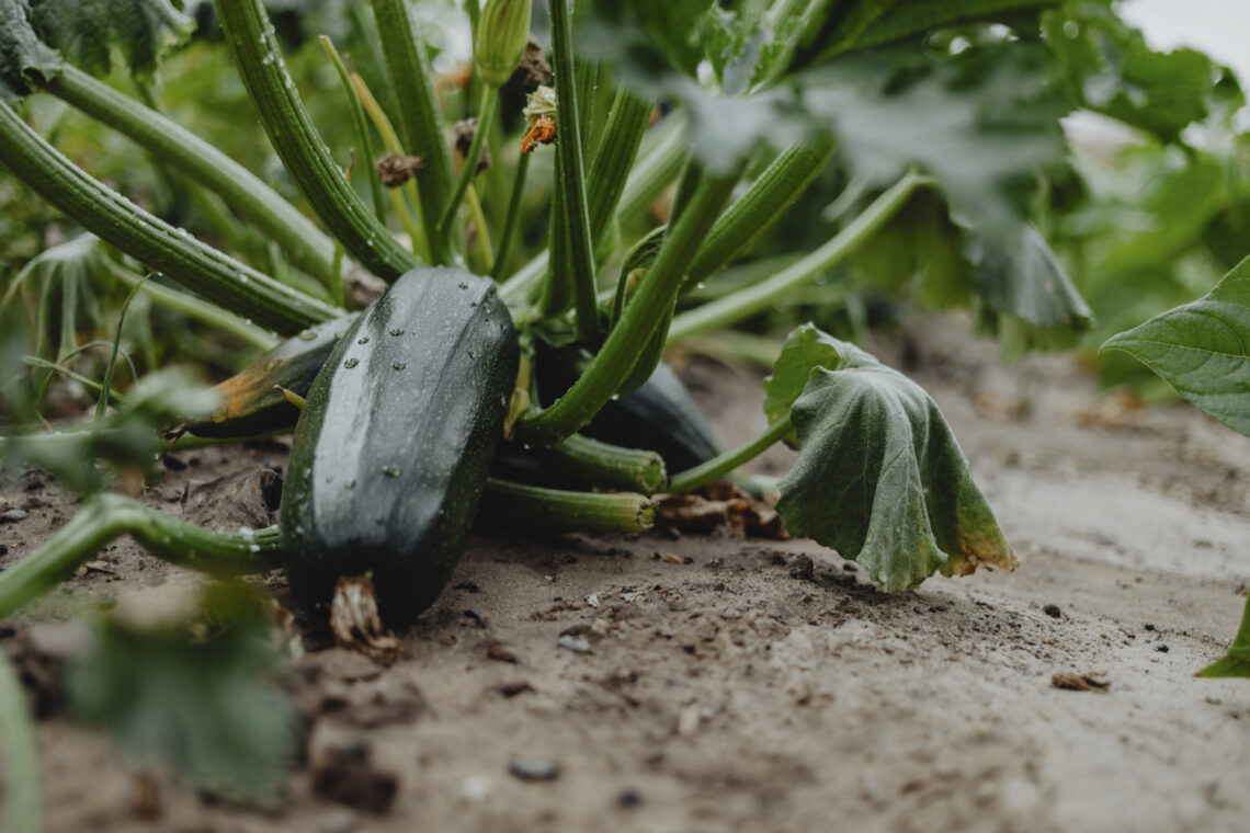 courgettes
