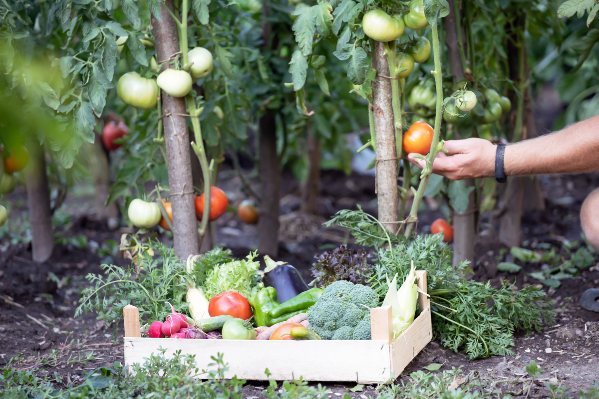 couteau pour légumes