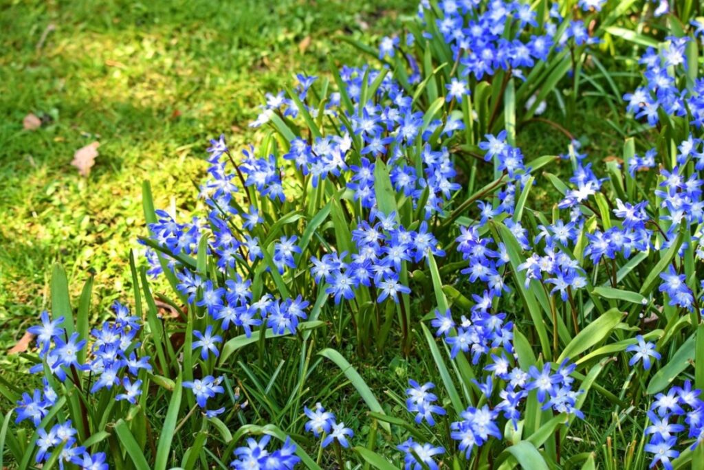 couvre-sols fleurs