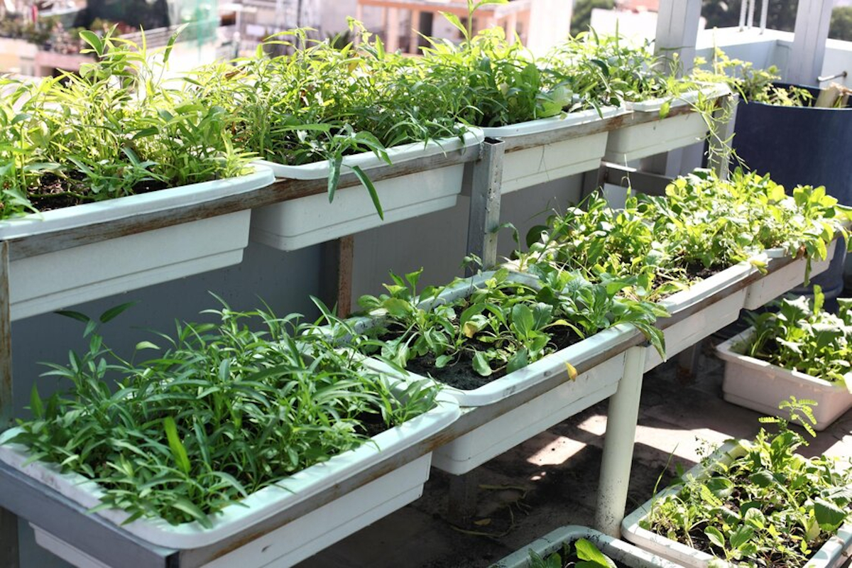 création potager terasse