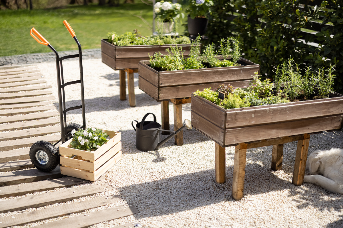 création potager